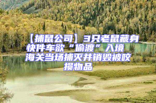 【捕鼠公司】3只老鼠藏身快件車欲“偷渡”入境 海關當場捕滅并銷毀被咬損物品