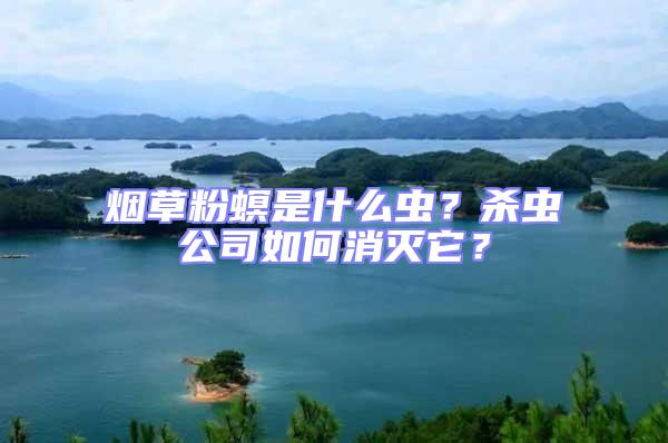 煙草粉螟是什么蟲？殺蟲公司如何消滅它？