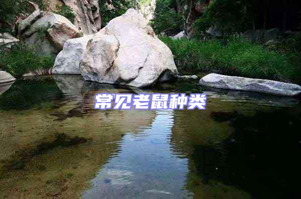 常見老鼠種類