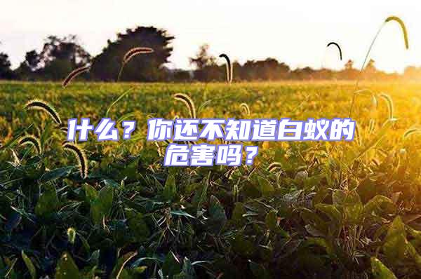 什么？你還不知道白蟻的危害嗎？