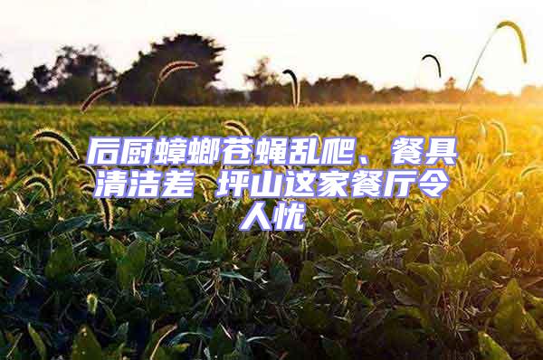 后廚蟑螂蒼蠅亂爬、餐具清潔差 坪山這家餐廳令人憂