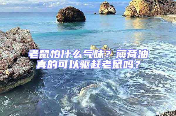 老鼠怕什么氣味？薄荷油真的可以驅趕老鼠嗎？