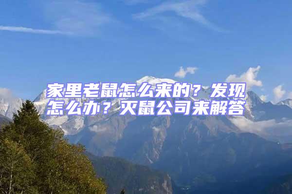 家里老鼠怎么來的？發現怎么辦？滅鼠公司來解答