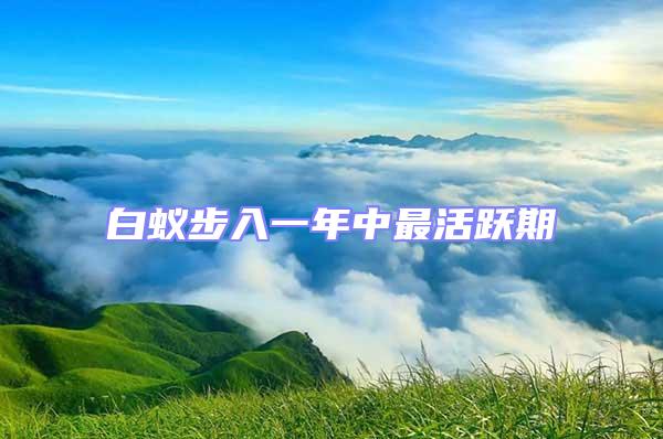 白蟻步入一年中最活躍期