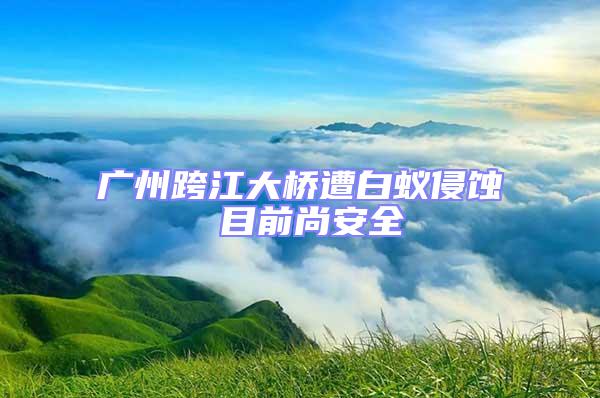 廣州跨江大橋遭白蟻侵蝕 目前尚安全