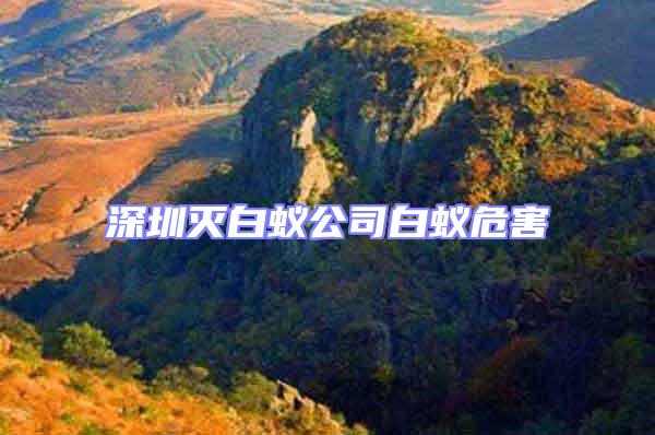 深圳滅白蟻公司白蟻危害