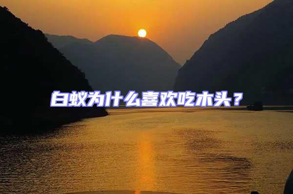白蟻為什么喜歡吃木頭？