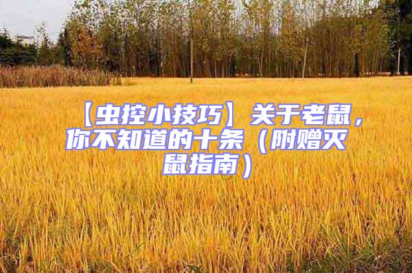 【蟲控小技巧】關于老鼠，你不知道的十條（附贈滅鼠指南）