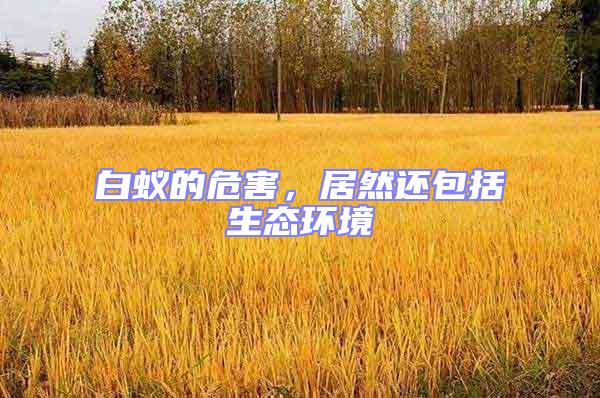 白蟻的危害，居然還包括生態(tài)環(huán)境