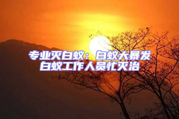 專業滅白蟻：白蟻大暴發白蟻工作人員忙滅治