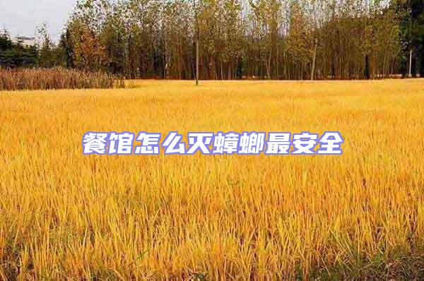 餐館怎么滅蟑螂最安全