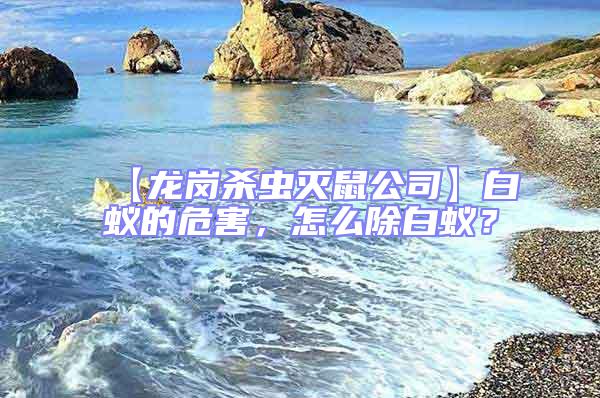 【龍崗殺蟲滅鼠公司】白蟻的危害，怎么除白蟻？