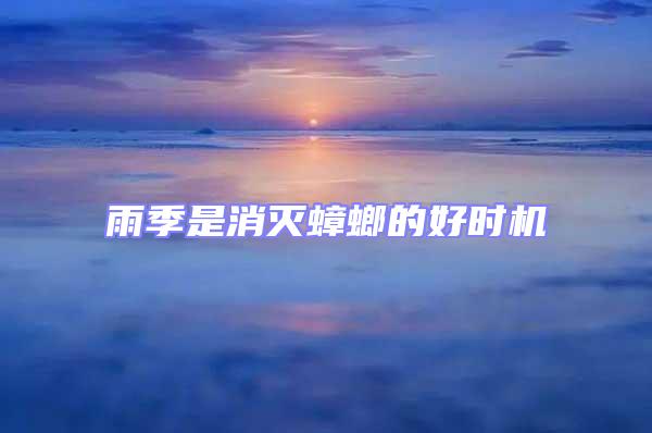 雨季是消滅蟑螂的好時機(jī)