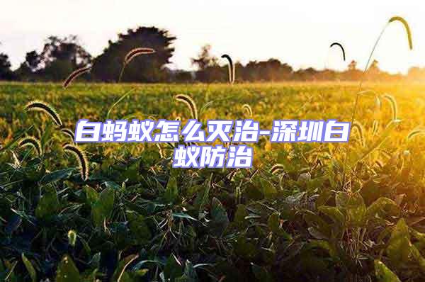 白螞蟻怎么滅治-深圳白蟻防治