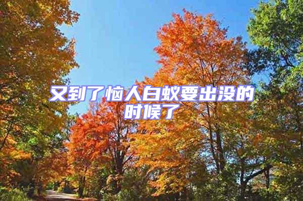 又到了惱人白蟻要出沒的時候了