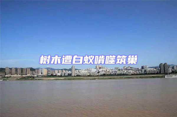 樹木遭白蟻啃噬筑巢