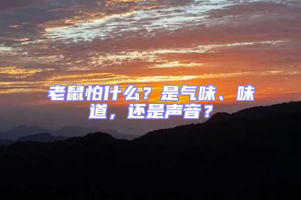 老鼠怕什么？是氣味、味道，還是聲音？