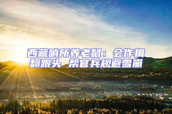 西藏哨所養老鼠：會作揖翻跟頭 幫官兵規避雪崩
