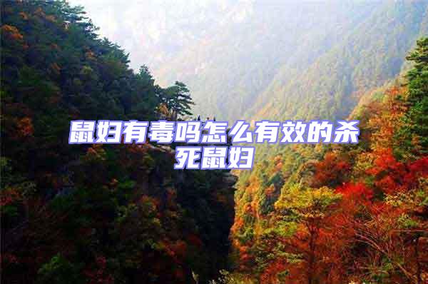 鼠婦有毒嗎怎么有效的殺死鼠婦
