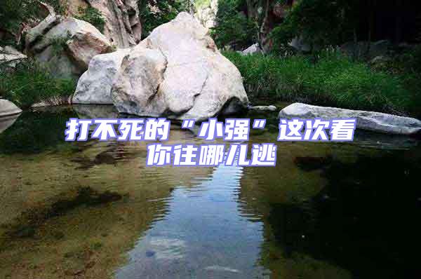 打不死的“小強”這次看你往哪兒逃