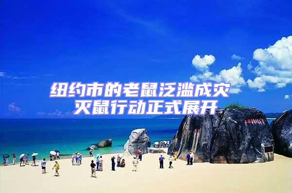 紐約市的老鼠泛濫成災 滅鼠行動正式展開