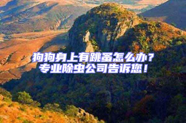 狗狗身上有跳蚤怎么辦？專業除蟲公司告訴您！