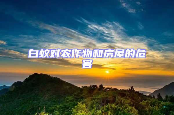 白蟻對(duì)農(nóng)作物和房屋的危害