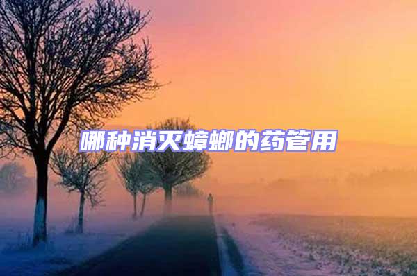 哪種消滅蟑螂的藥管用