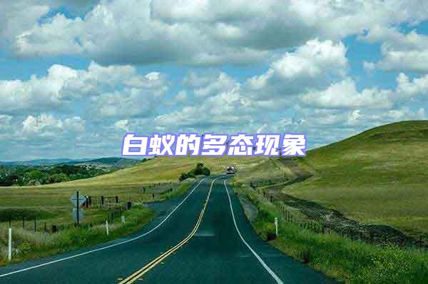白蟻的多態現象