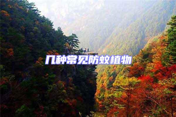 幾種常見防蚊植物