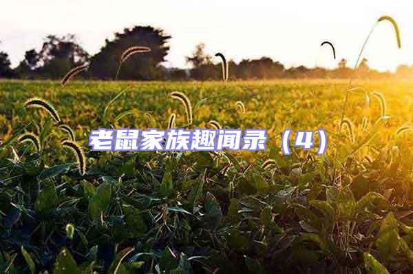 老鼠家族趣聞錄（4）