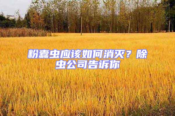 粉蠹蟲應該如何消滅？除蟲公司告訴你