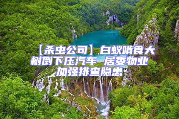 【殺蟲公司】白蟻啃食大樹倒下壓汽車 居委物業加強排查隱患