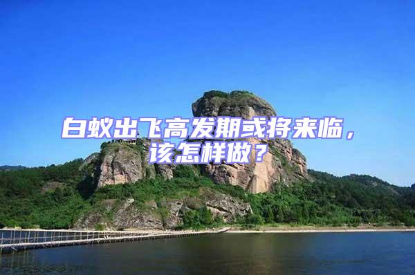 白蟻出飛高發期或將來臨，該怎樣做？