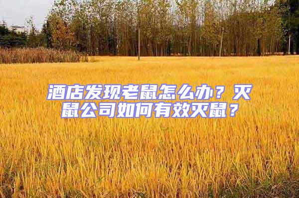 酒店發現老鼠怎么辦？滅鼠公司如何有效滅鼠？