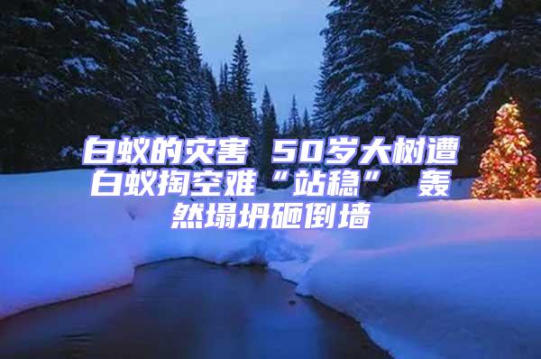 白蟻的災害 50歲大樹遭白蟻掏空難“站穩” 轟然塌坍砸倒墻