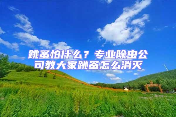 跳蚤怕什么？專業除蟲公司教大家跳蚤怎么消滅