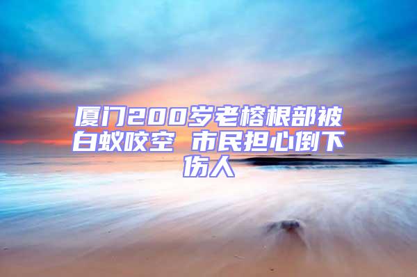 廈門200歲老榕根部被白蟻咬空 市民擔心倒下傷人