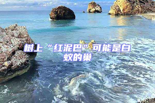 樹上“紅泥巴”可能是白蟻的巢