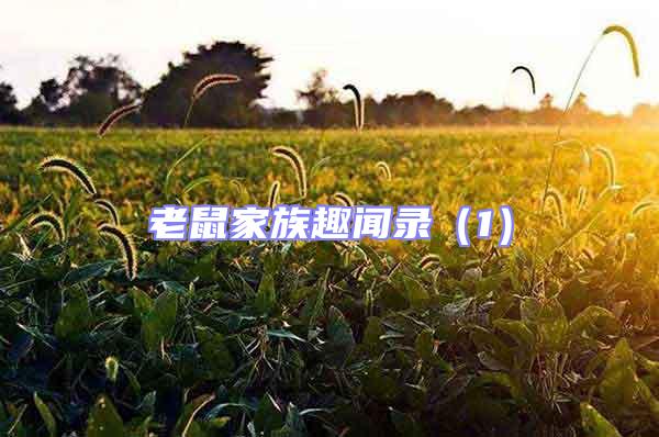 老鼠家族趣聞錄（1）