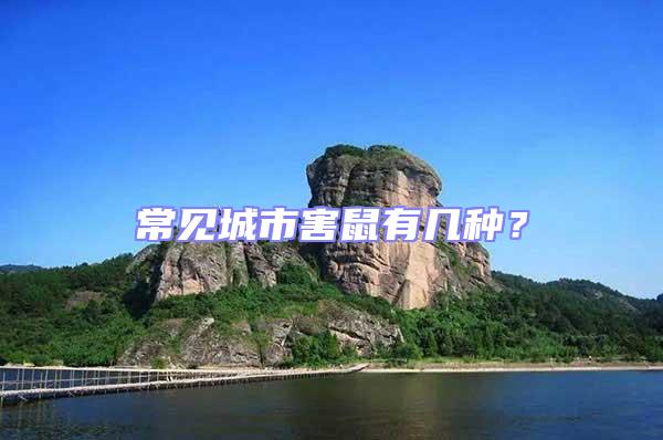 常見城市害鼠有幾種？