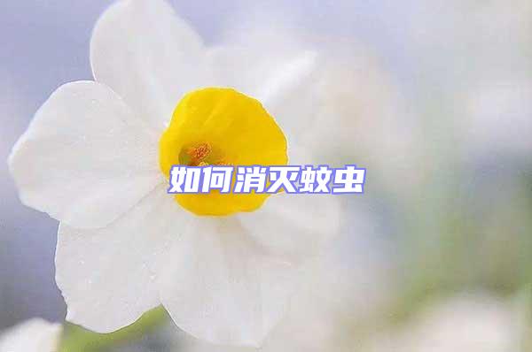 如何消滅蚊蟲