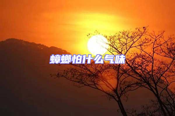 蟑螂怕什么氣味