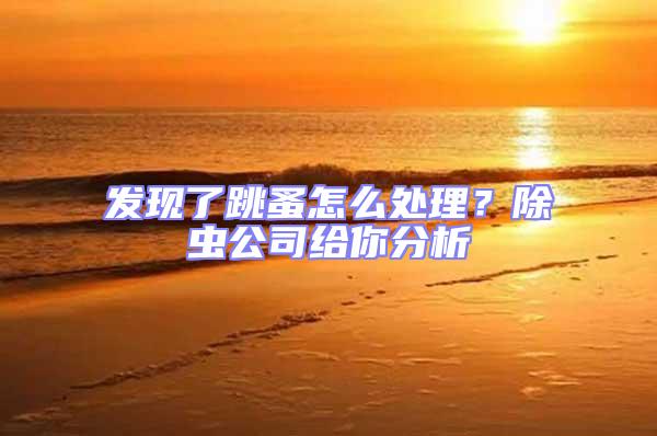 發現了跳蚤怎么處理？除蟲公司給你分析