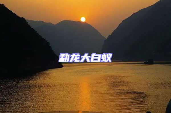 勐龍大白蟻