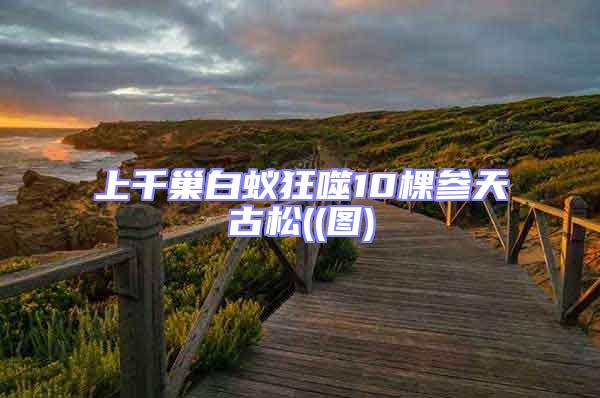 上千巢白蟻狂噬10棵參天古松((圖)