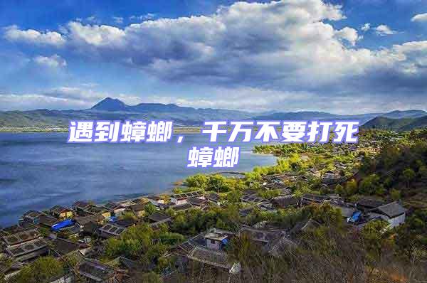 遇到蟑螂，千萬不要打死蟑螂