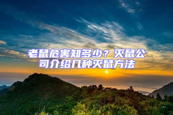 老鼠危害知多少？滅鼠公司介紹幾種滅鼠方法