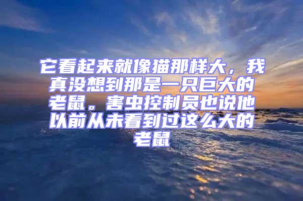 它看起來就像貓那樣大，我真沒想到那是一只巨大的老鼠。害蟲控制員也說他以前從未看到過這么大的老鼠