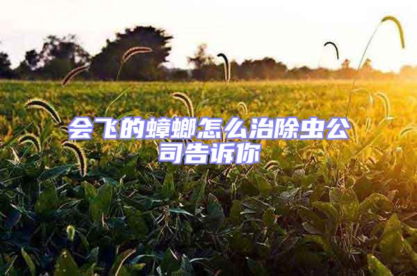 會飛的蟑螂怎么治除蟲公司告訴你